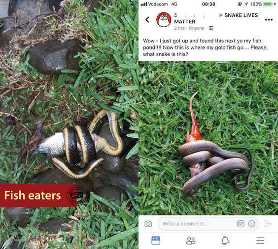 How we tracked the eating habits of snakes in Africa with the help of a  Facebook group