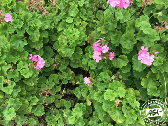 Many people falsely believe Geraniums repel snakes